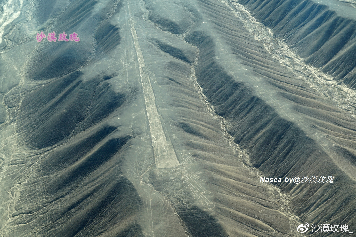 解读纳斯卡地画,存在了2000年的世界第八大奇