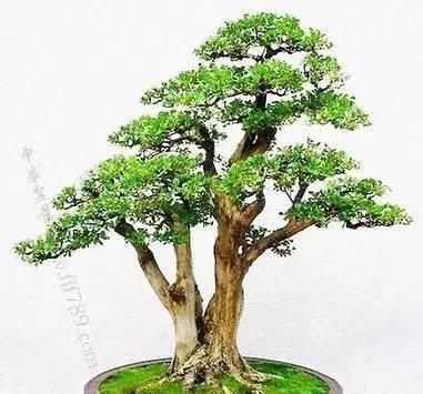 “飓尺黄杨树，  婆要枝千重”  黄杨盆景欣赏