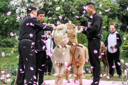 囧哥:动物园给两只羊驼办婚礼
