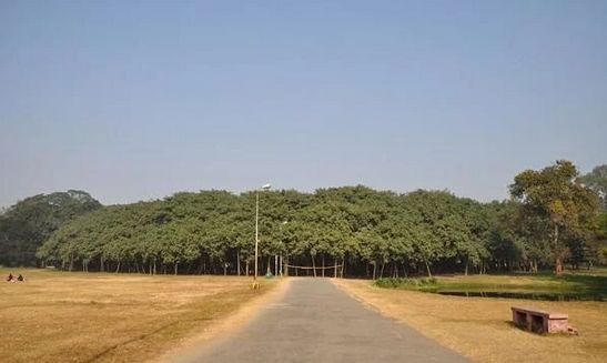 世界上最值钱的5种摇钱树：独木成林，藏了2吨水，还会走路！