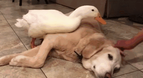 壁纸 动物 狗 狗狗 猪 478_262 gif 动态图 动图