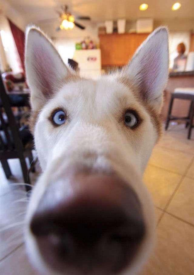 可爱的狗鼻子特写照片搭配后方一脸兴奋好奇的大眼睛