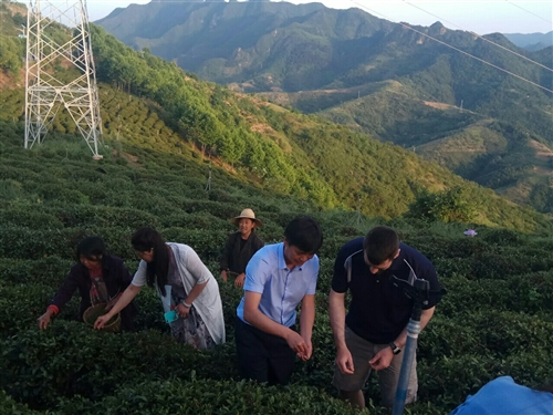 美国农业专家为什么不远万里来中国山阳喝茶