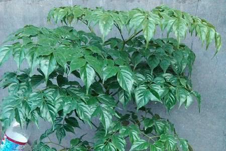 幸福树叶子老下垂,教你几个小动作,轻松解决!