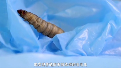 英国科学家发明能吃塑料袋的虫子，你见过嘛！