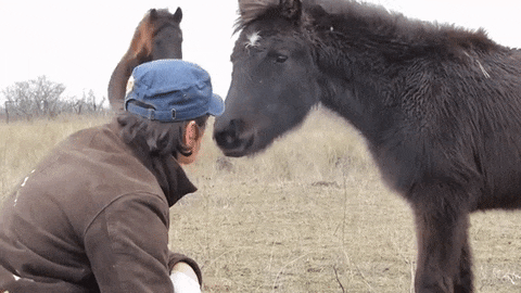 当救援者帮这匹马解开铁链时 它对救命恩人做了这样一个动作
