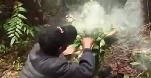 树上发现一块大蜂巢, 用烟熏走蜜蜂后割下来, 感