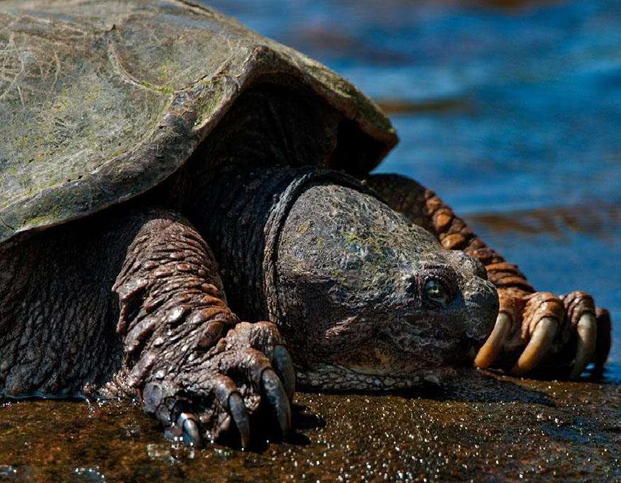 龟长寿,鳄鱼也是寿星,那么鳄龟寿命该多长?反