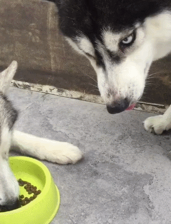 333_437 竖版 竖屏 gif 动态图 动图