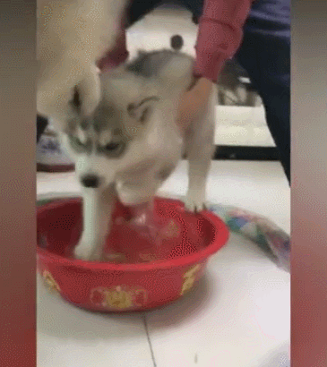 壁纸 动物 狗 狗狗 365_410 gif 动态图 动图