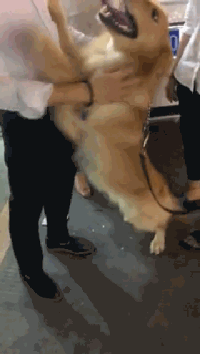 好像知道要把它送人,金毛突然跳起来想抱住我!眼泪再也忍不住了