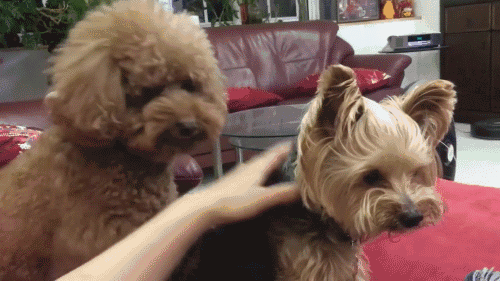 主人摸约克夏,泰迪吃醋:铲屎的,你的手只属于我一只狗