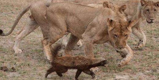 史上第一个敢与狮子猎豹抢食物的动物!99%的