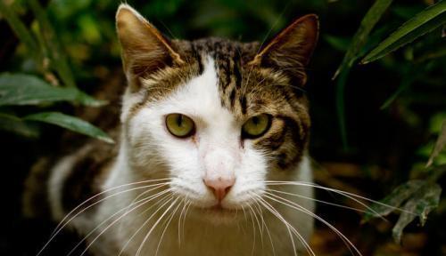 当猫死死盯着你看的时候,你知道它正在想什么