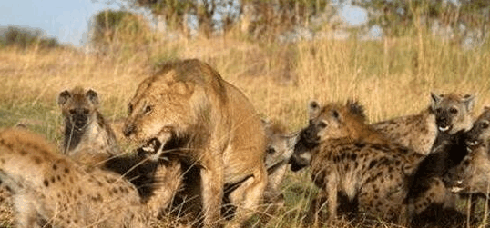 狮子与鬣狗永世仇敌