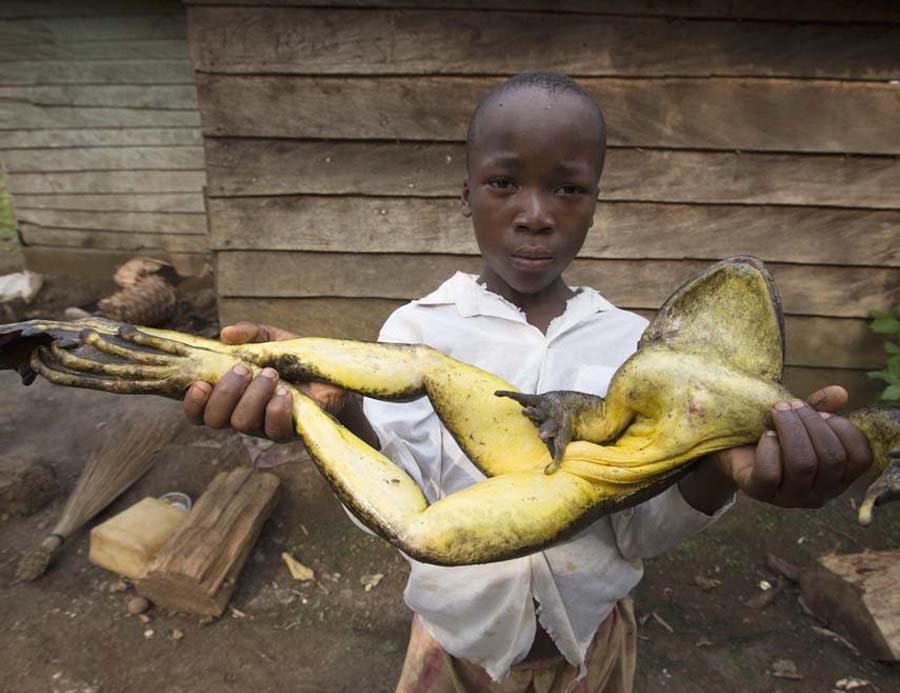 自然界“变异”的恐怖巨型生物, 中国有近2吨的猪上榜!