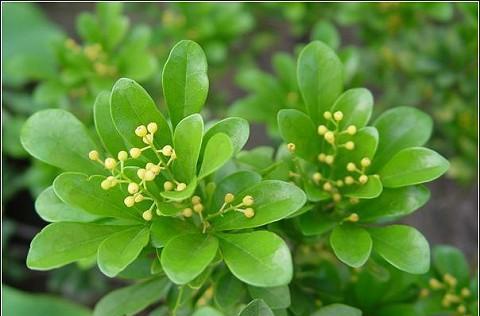 更胜香水的花,家中有这几种花,香味飘满屋