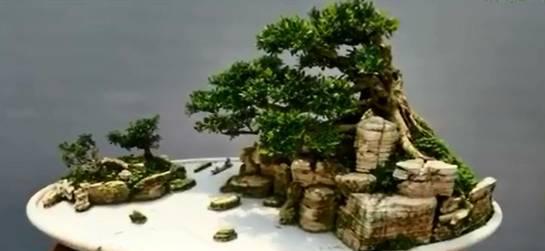 “飓尺黄杨树，  婆要枝千重”  黄杨盆景欣赏