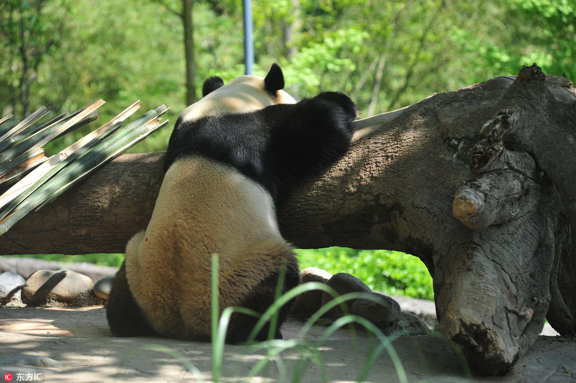 《成都大熊猫繁育研究基地：披着爱大熊猫的皮，却干着虐大熊猫的渣事》是否属实？熊猫们的生存状况如何？ - 知乎