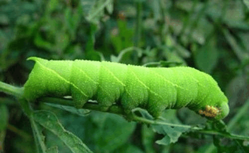 四川人叫的猪儿虫, 花千骨里的糖宝, 被做成特色美食, 2000元一盘
