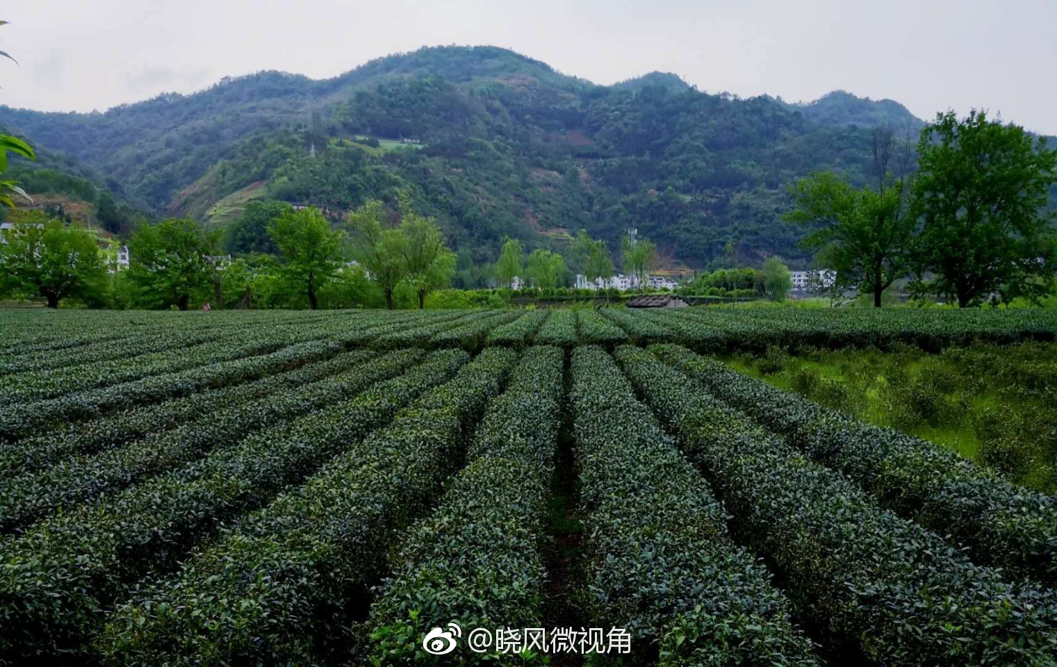 夏季避暑茶旅线路：陕西平利-古茶之源·安康秦汉古茶美丽乡村游
