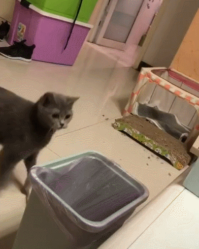 蓝猫把宝宝掉进垃圾桶,猫妈:儿砸,妈也是第一次当妈,委屈你了