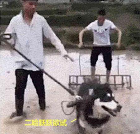 耕田的机器坏了,无奈派出二哈,二哈:唉!穷人家的狗狗早当家