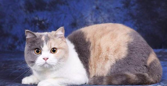 猫星人英短:英短三花色!三花!撒花!