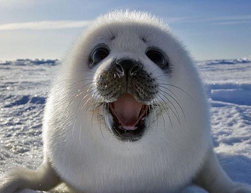 细数最萌的八大动物, 哪一只萌化了你的心?