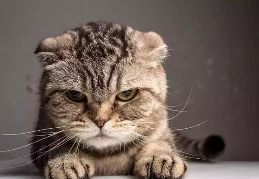 喵星人的应激反应有时候真的会威胁到它们的猫