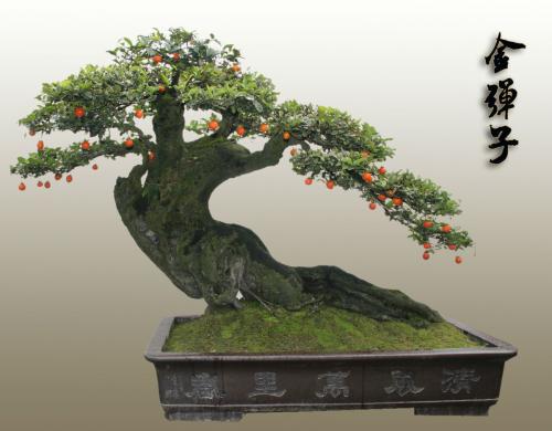 家里盆景养什么,选择这几种,新手也能养出一片天!