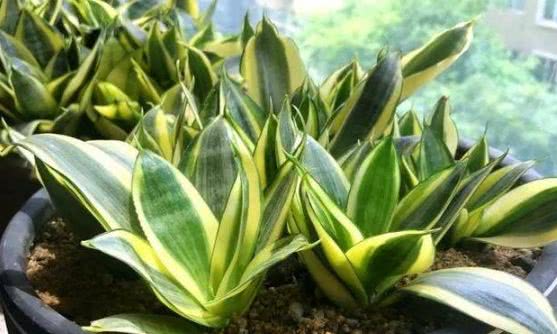 往土里埋点料,虎皮兰吃了贼高兴,1天就冒芽