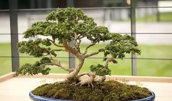 “飓尺黄杨树，  婆要枝千重”  黄杨盆景欣赏