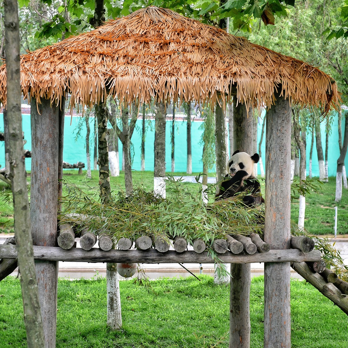 北京野生动物园打架事件对教育孩子的一点启示