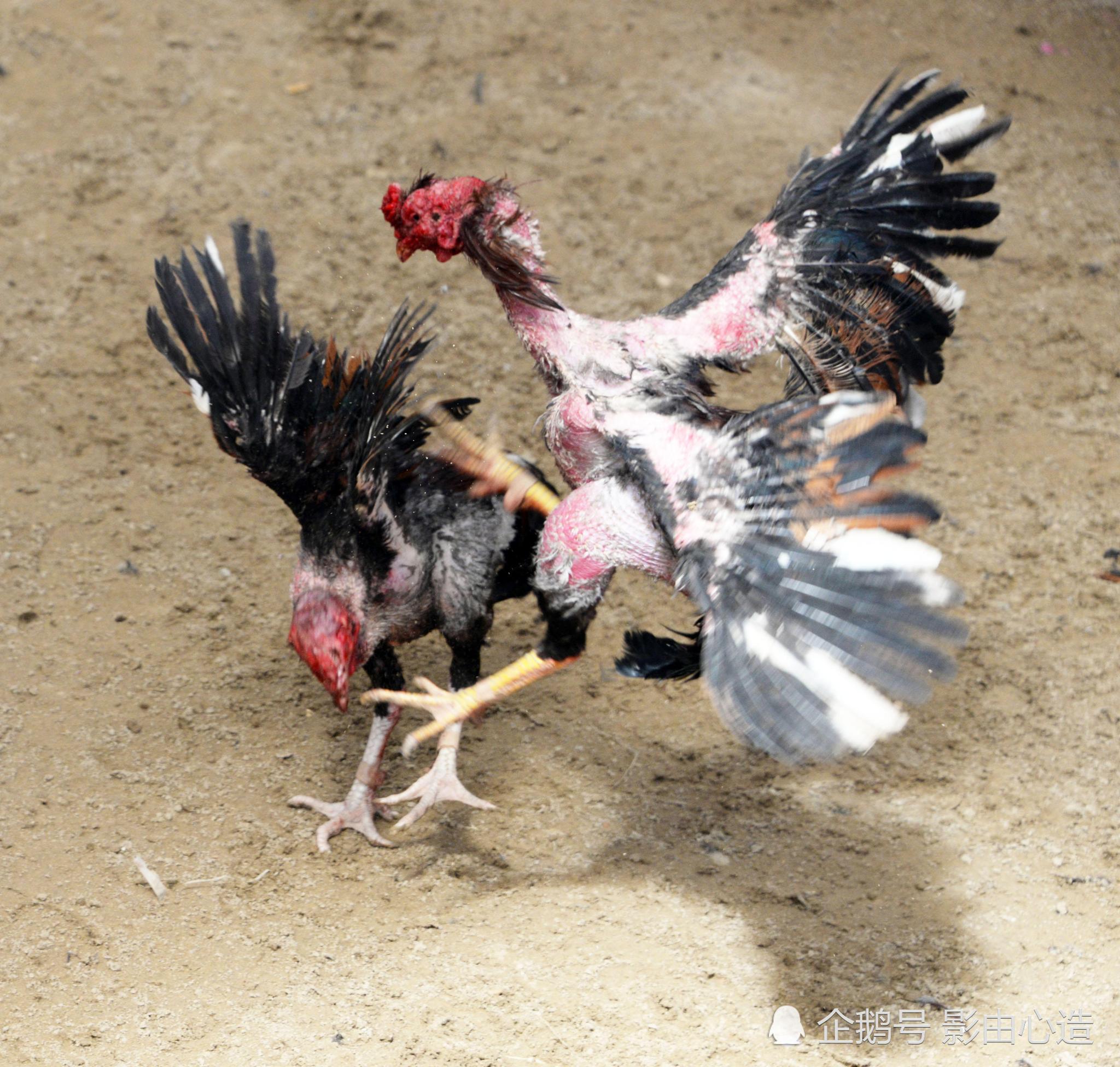 克孜勒苏柯尔克孜自治州比赛斗鸡哪儿有_越南斗鸡_山东兴旺斗鸡养殖