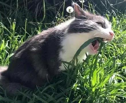 铲屎官带猫出去玩,有幸拍下喵吃草时的表情,每一张都笑喷