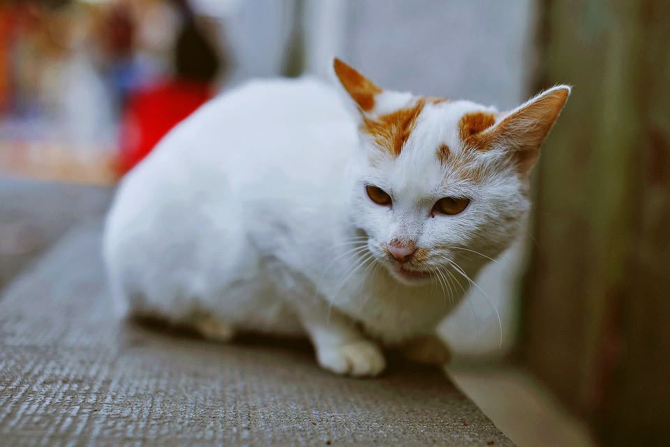 世界上最贵的九大猫种:加菲猫前三无疑,
