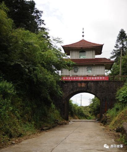 红茶鼻祖的正宗原产地--桐木关探秘