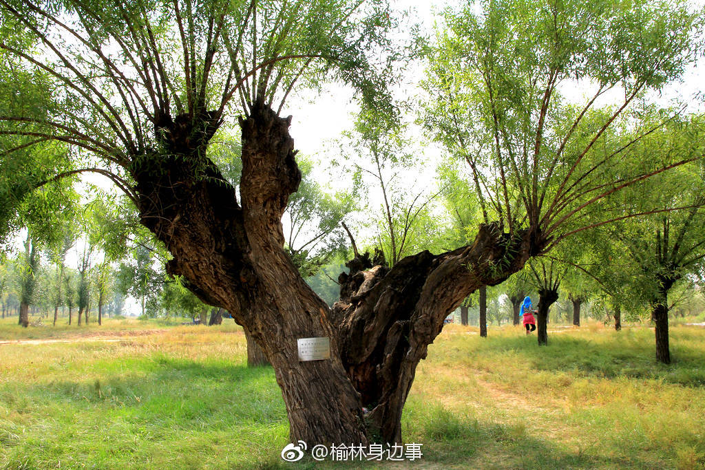 榆树qq上500块3小时不限次数是真是假