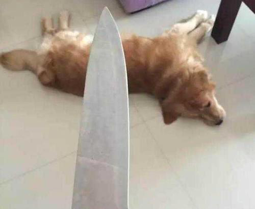 狗狗犯错主人拿刀要"杀了它",这反响让人笑翻了,表情真有骨气
