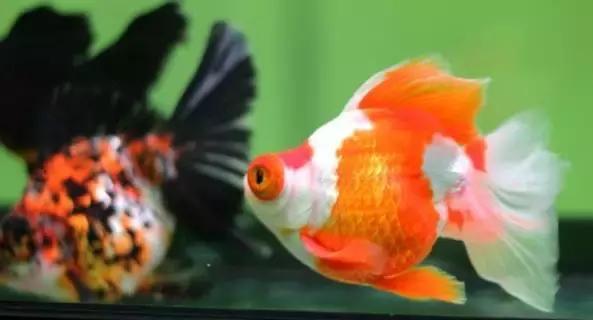 鱼缸里的鱼死了,捞出来后,后面的程序你知道吗