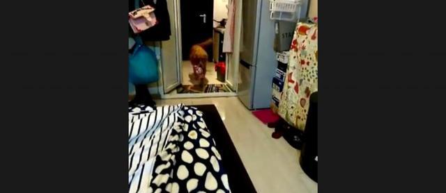 男主人让狗狗拿药来给女主人治肚子疼,没想到