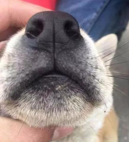 主人晒出养了一个月的小土狗,立马就有人要出