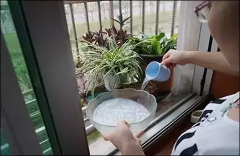为什么养花的朋友都不肯用发酵的淘米水浇花,