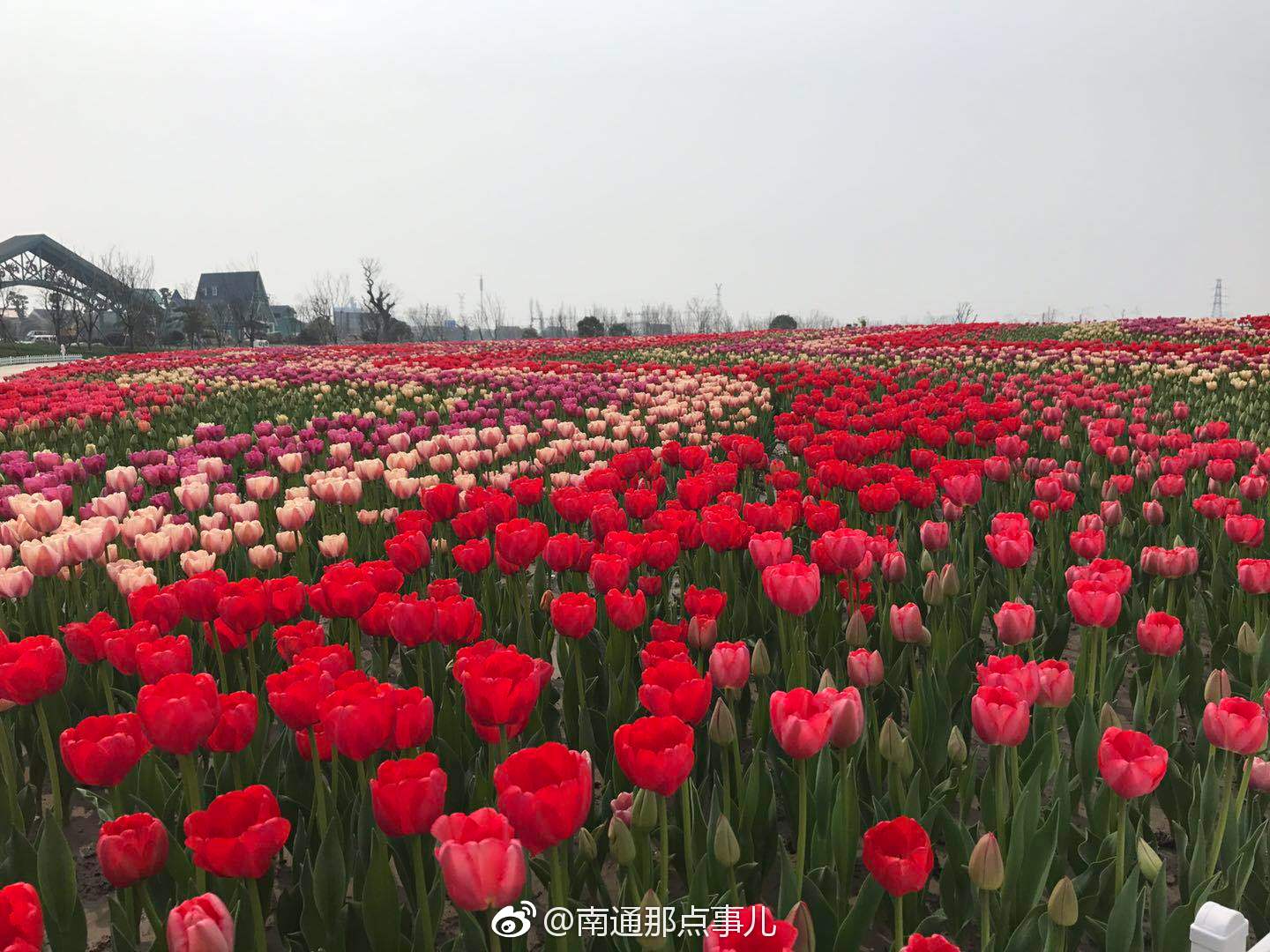 美到窒息!3月31日南通鲜花小镇花海绽放