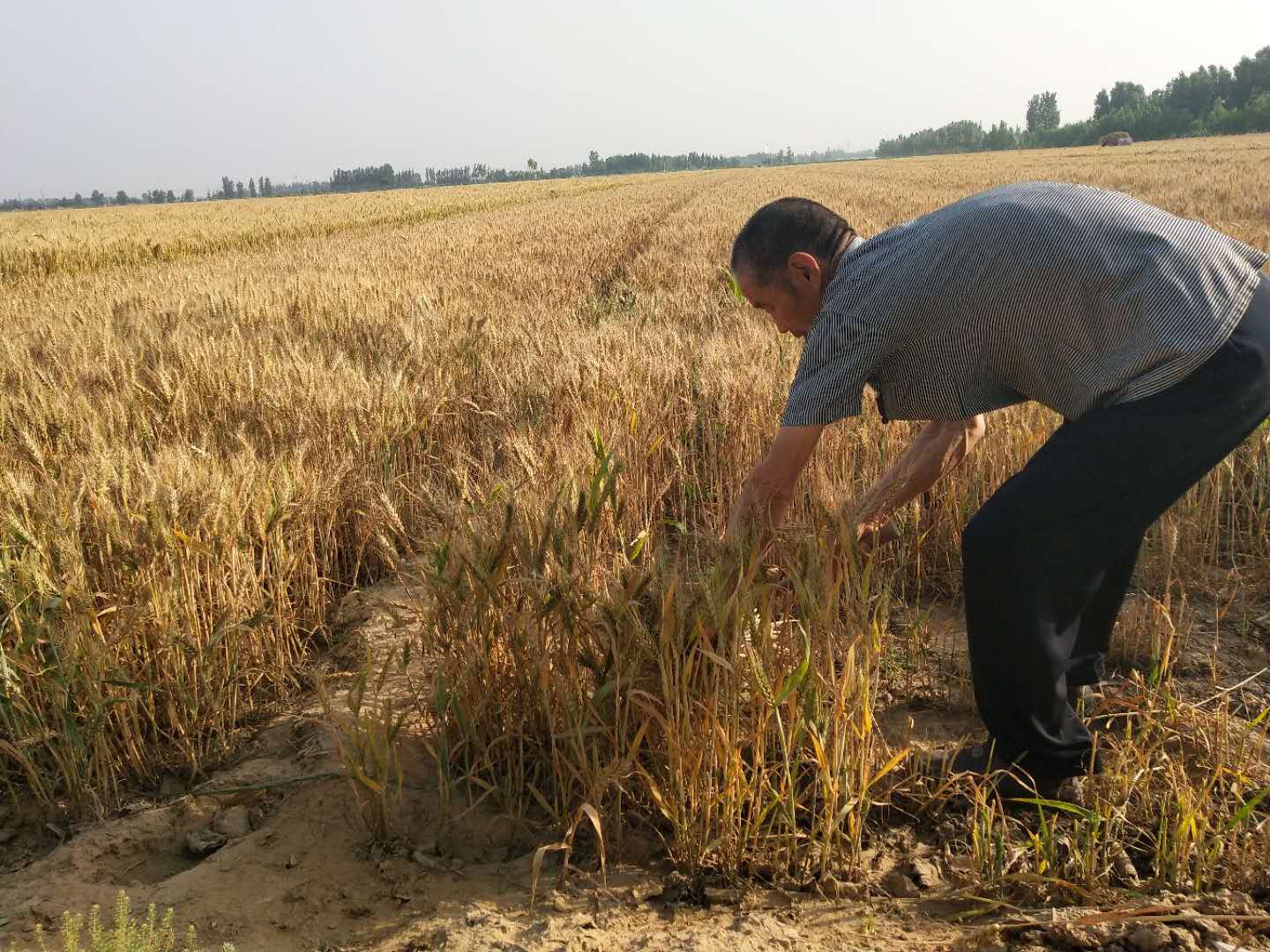 农村麦秋收麦子实拍,累并快乐着!