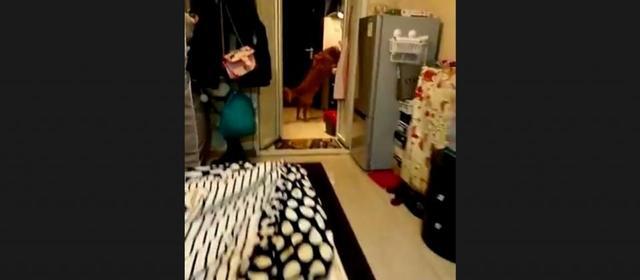 男主人让狗狗拿药来给女主人治肚子疼,没想到