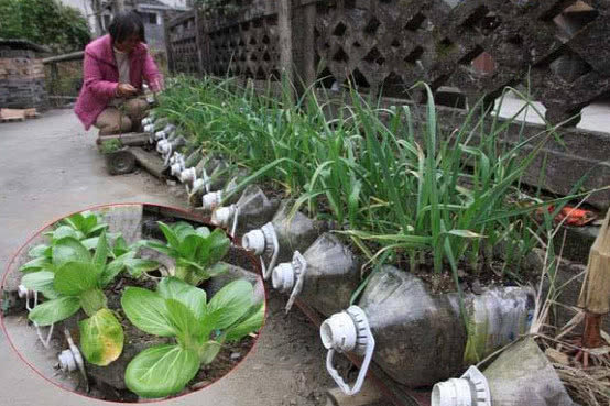 头一次见有人用瓶子种大蒜,一个月就长爆盆,再