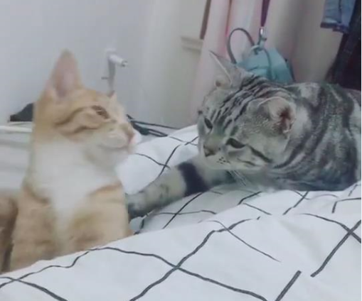 一睡醒看见猫咪卿卿我我,主人:我做错了什么?