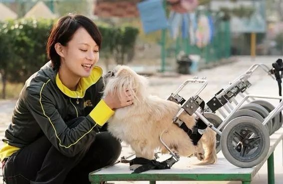 孙俪爱狗也养狗,从不避为虐狗发声,此刻更为文明养狗呼吁